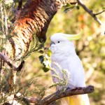 Australia-wildlife-park-1