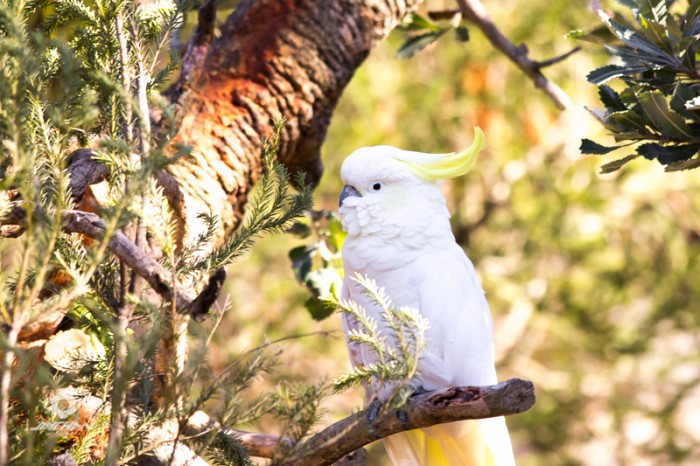 Australia wildlife park