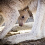 Australia-wildlife-park-2