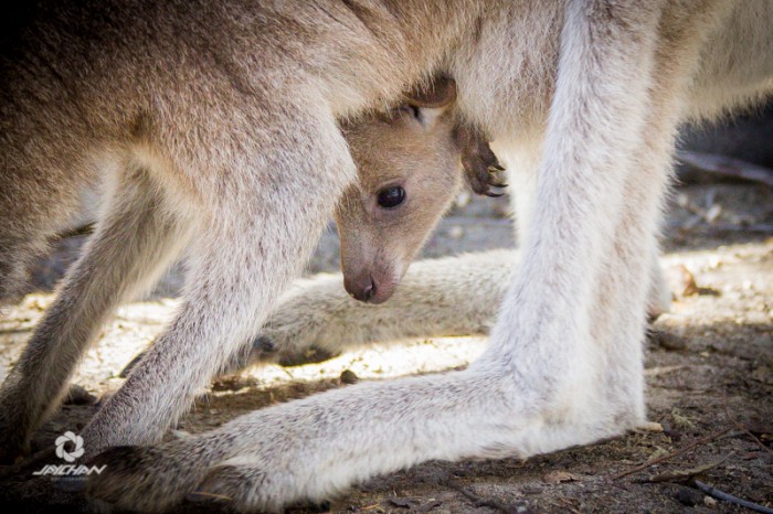 Australia wildlife park