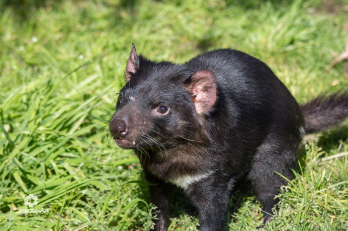 Australia wildlife park