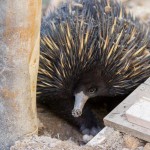 Australia-wildlife-park-5