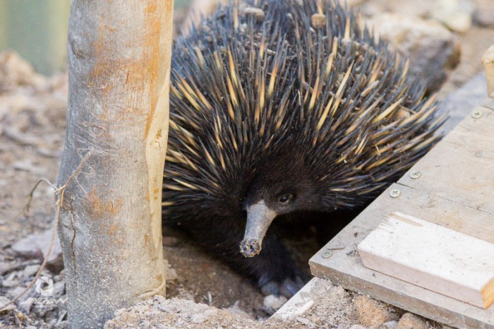 Australia wildlife park