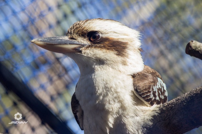 Australia wildlife park