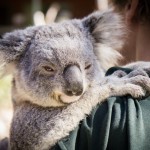 Australia-wildlife-park-9