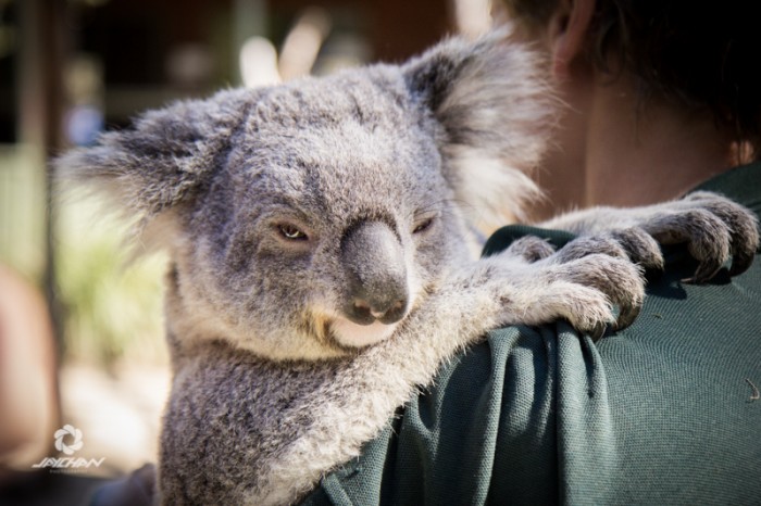 Australia wildlife park